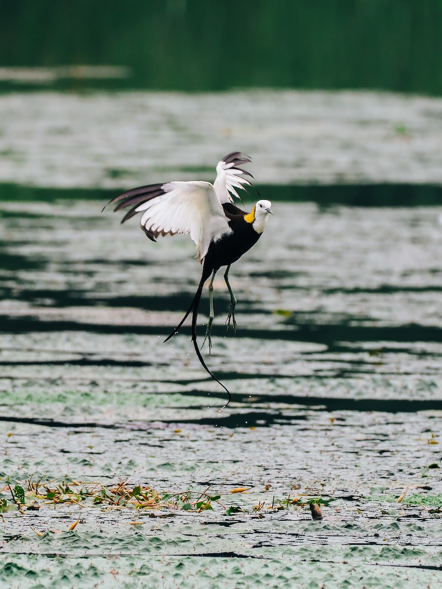 Фазанохвостая якана - ML645200164