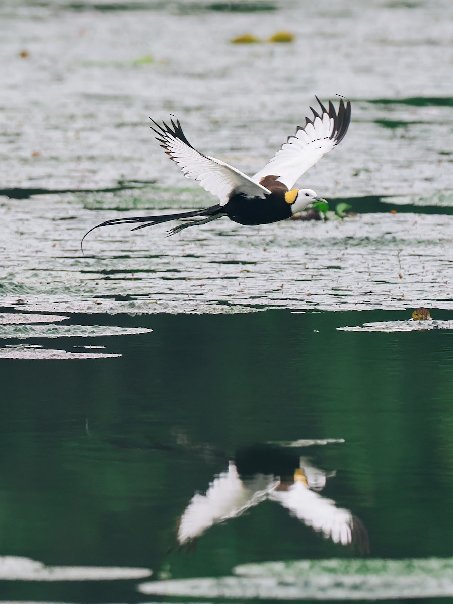 Фазанохвостая якана - ML645200165