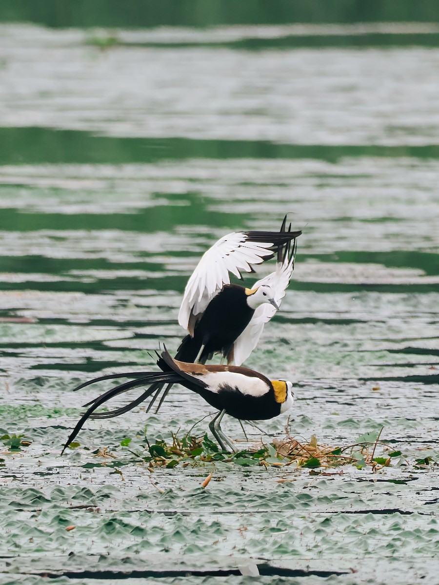 Фазанохвостая якана - ML645200166