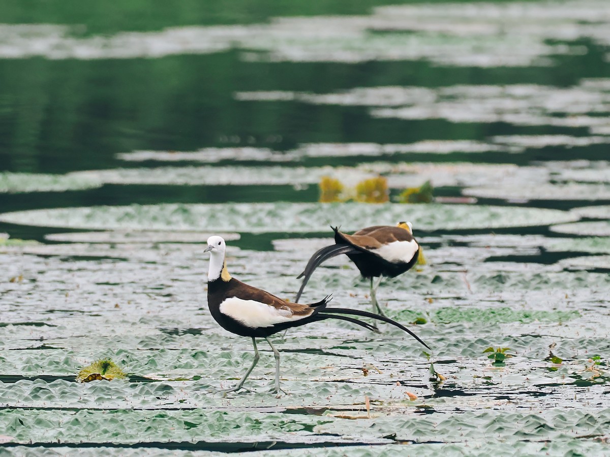 Фазанохвостая якана - ML645200167