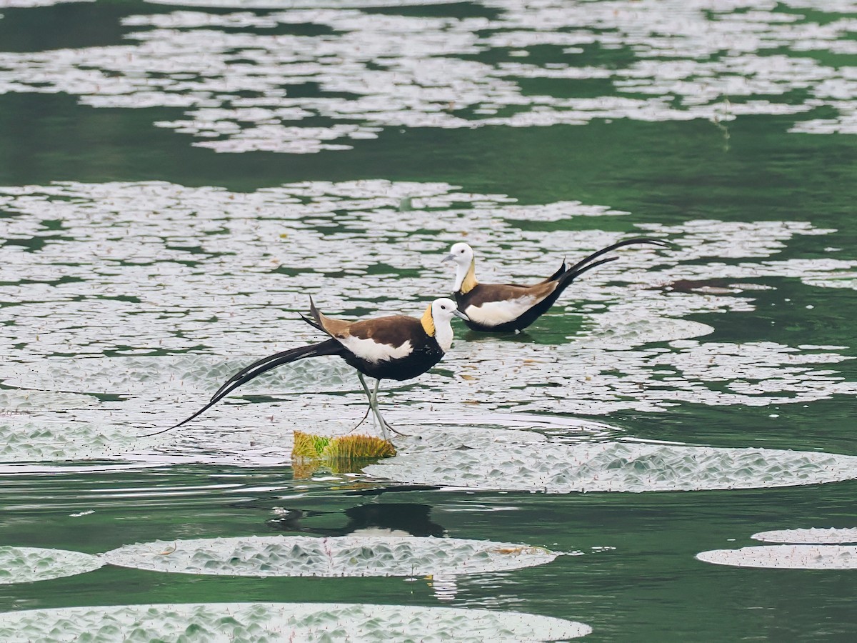 Фазанохвостая якана - ML645200168