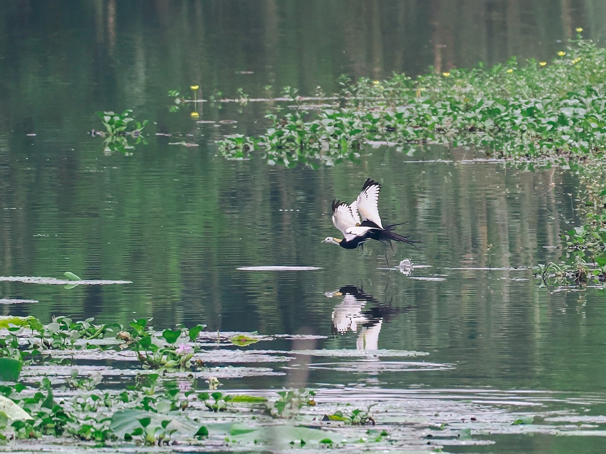 Фазанохвостая якана - ML645200169