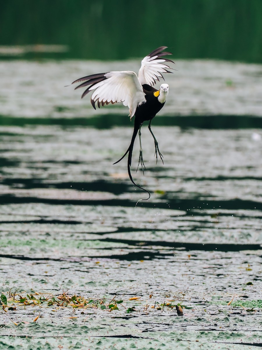 Фазанохвостая якана - ML645200170