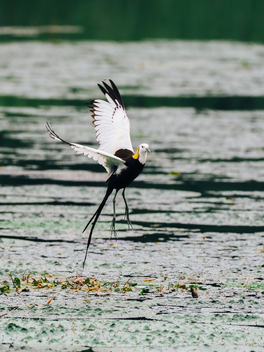 Фазанохвостая якана - ML645200171