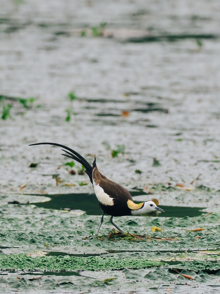 Фазанохвостая якана - ML645200172