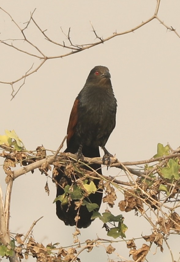 Большой кукаль - ML645200181