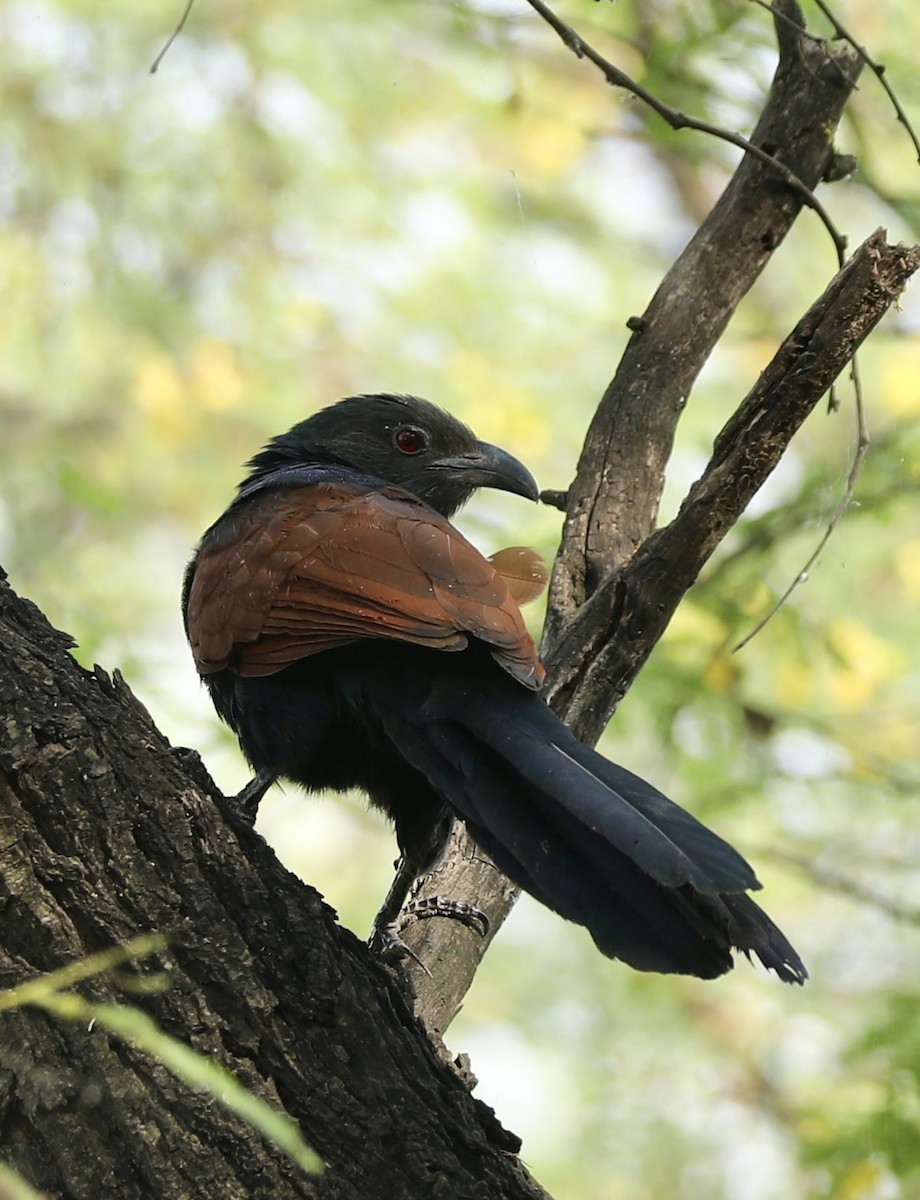 Большой кукаль - ML645200182