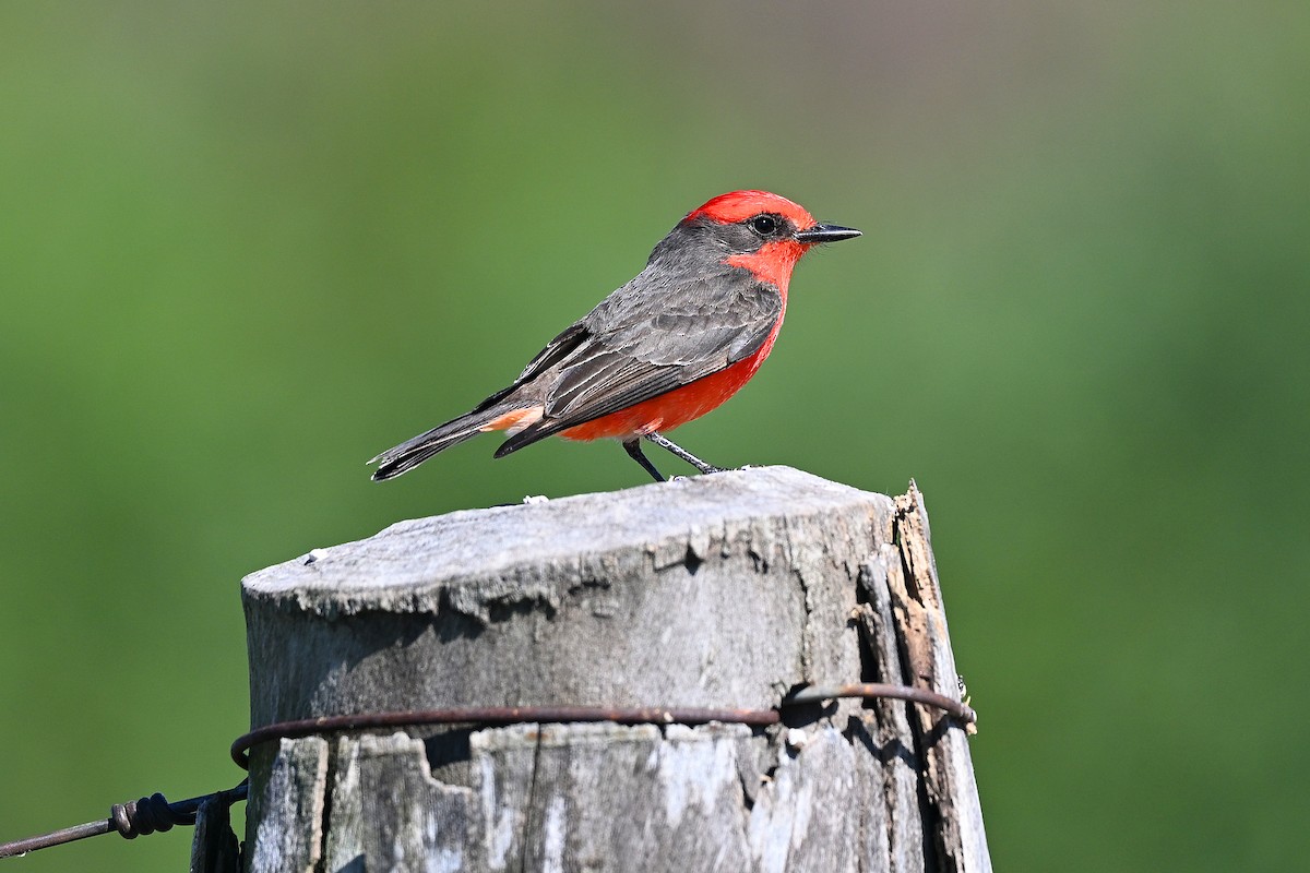 Красный мухолов - ML645200183