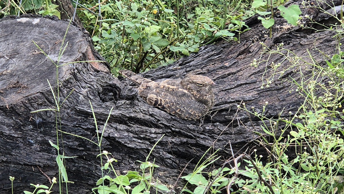 Саванный козодой - ML645200184