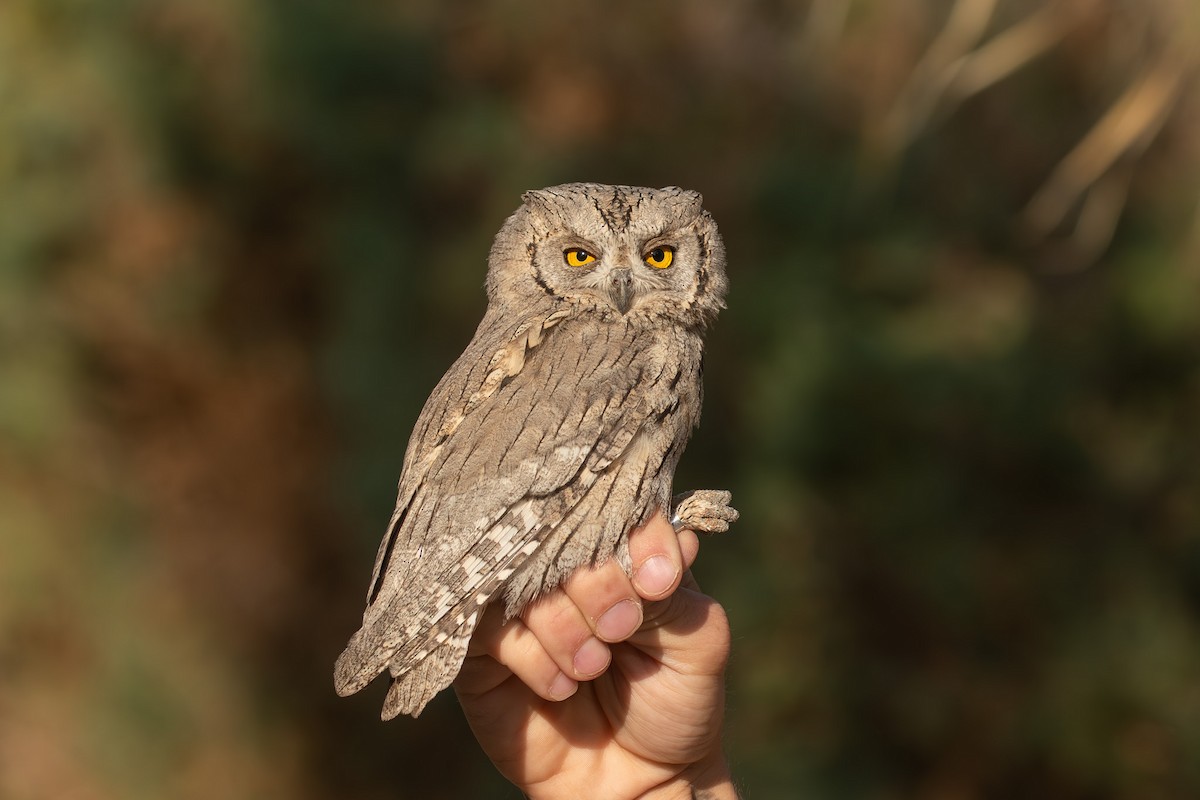 Буланая совка - ML645200186