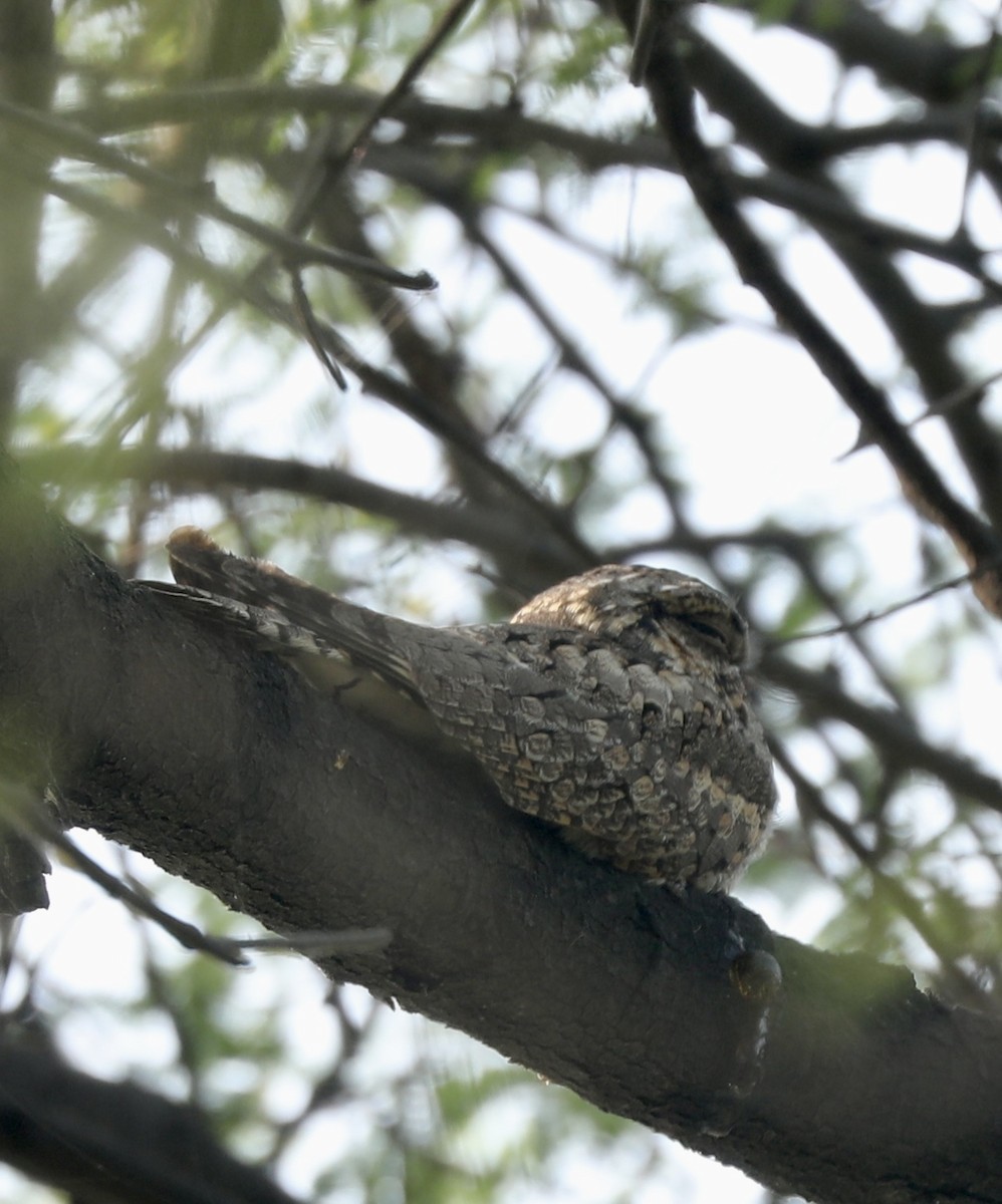 Chotacabras Hindú - ML645200187