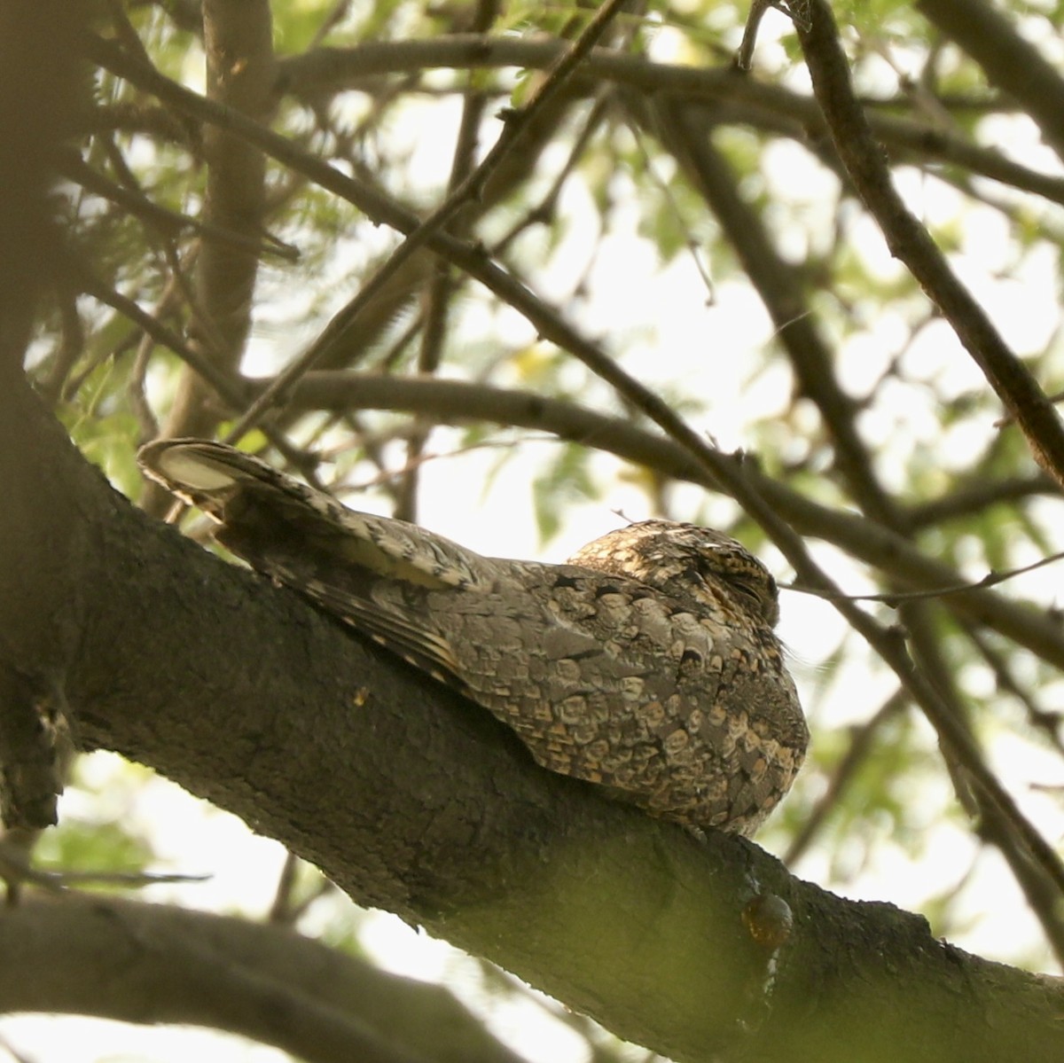 Chotacabras Hindú - ML645200188