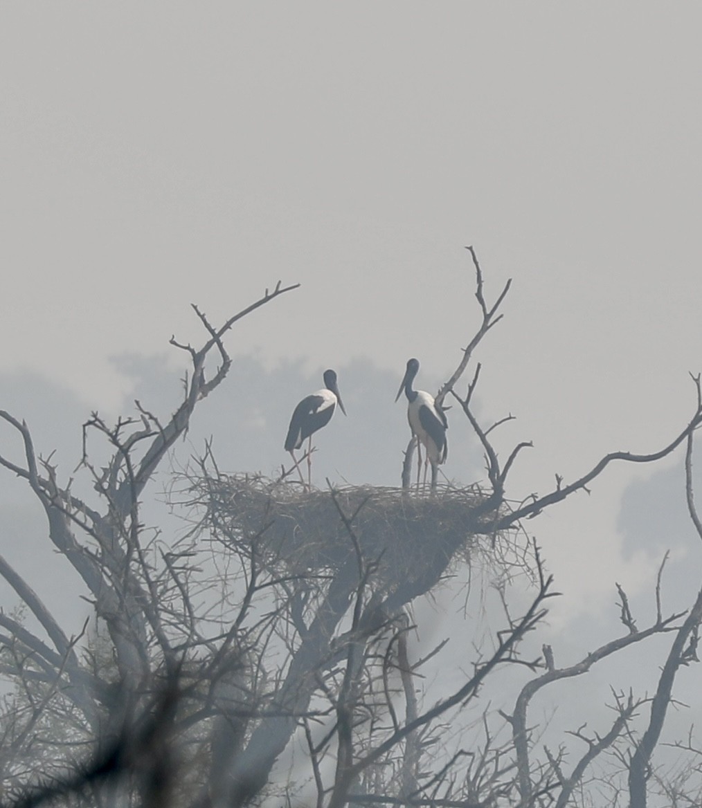 čáp černokrký - ML645200207