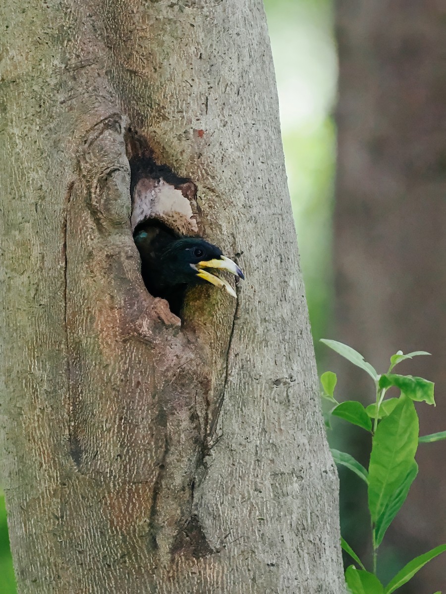 Great Barbet - ML645200208