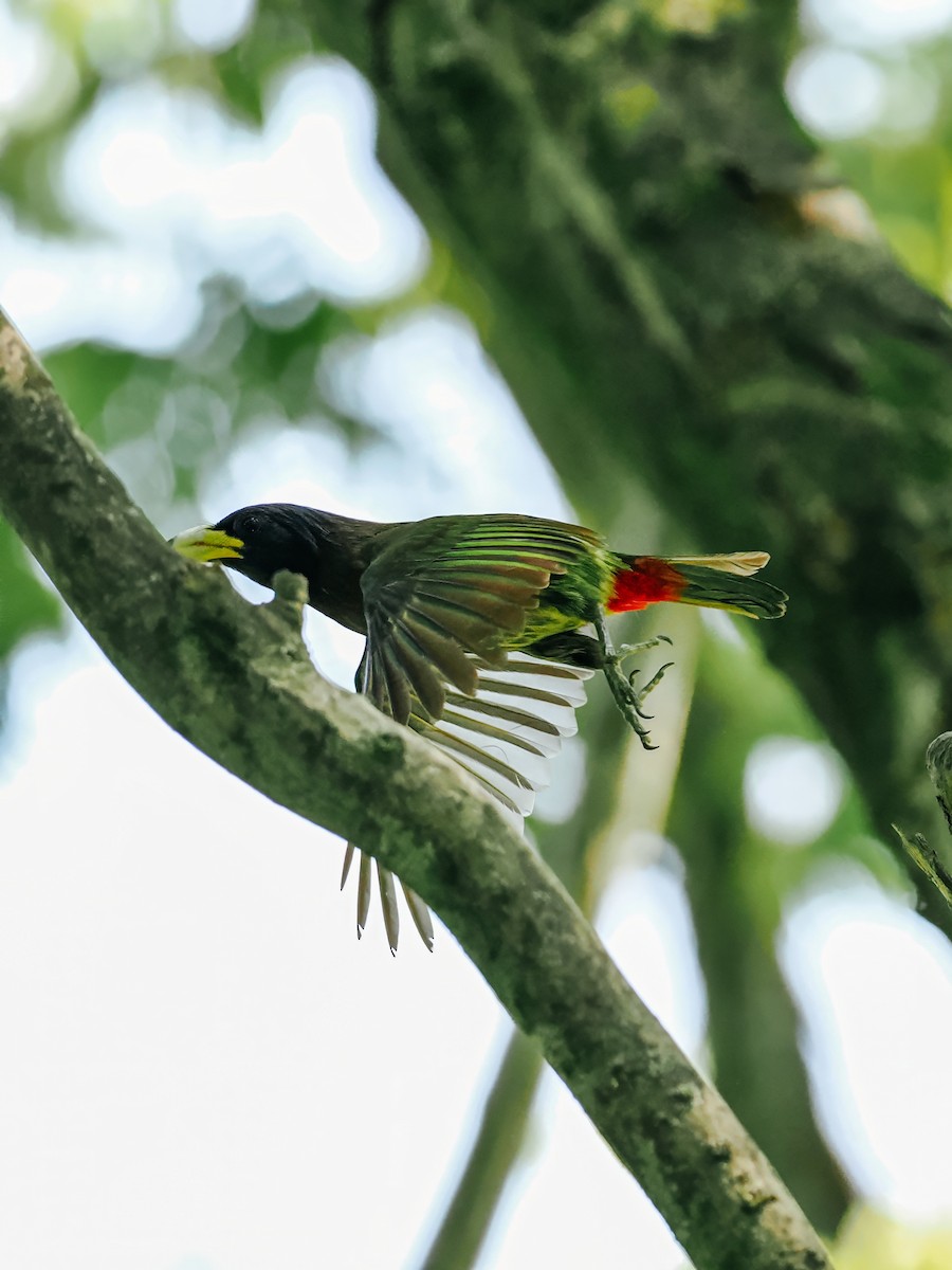 Great Barbet - ML645200209