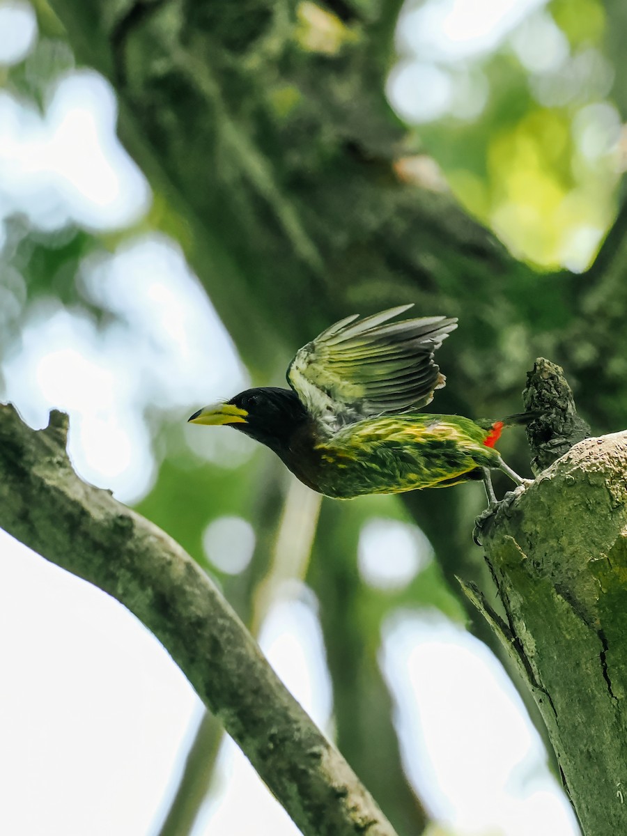 Great Barbet - ML645200210