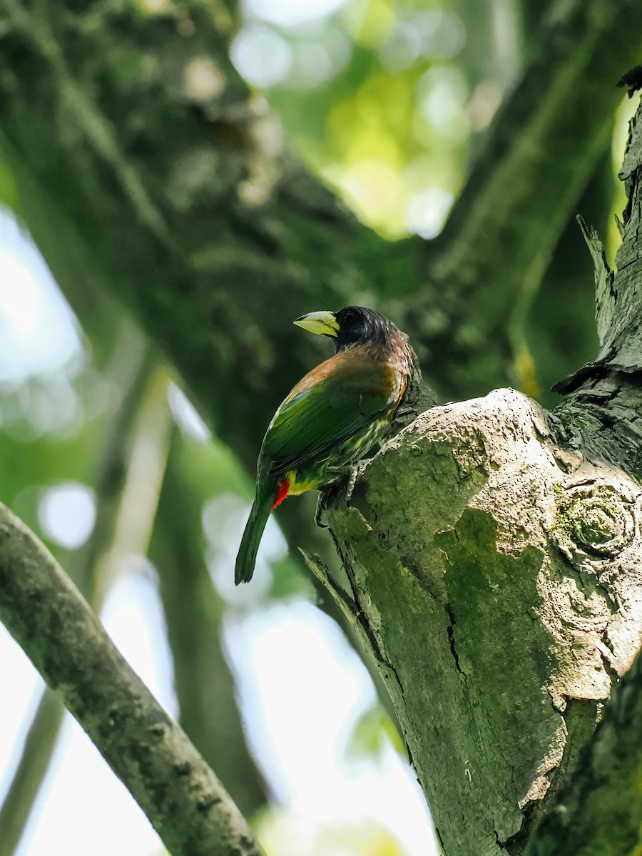 Great Barbet - ML645200211