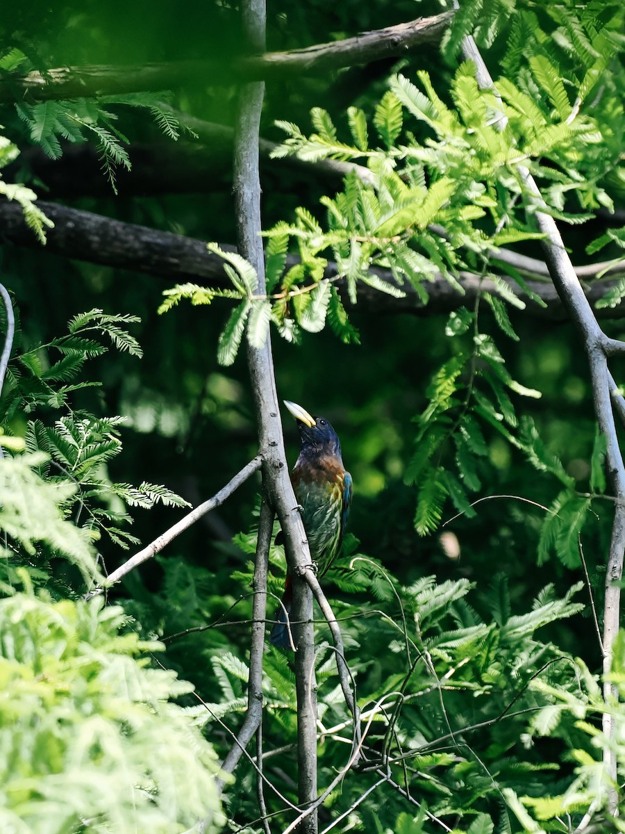 Great Barbet - ML645200212