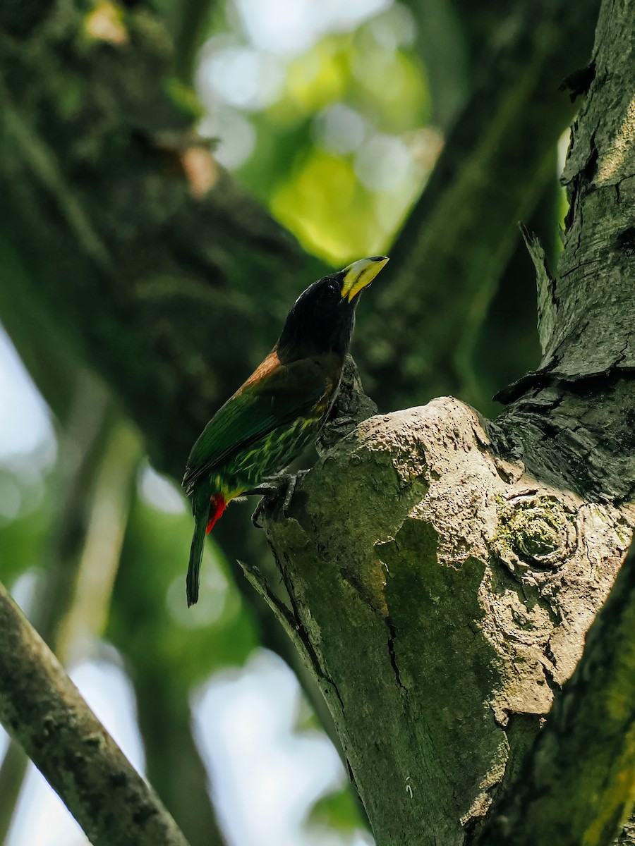 Great Barbet - ML645200213