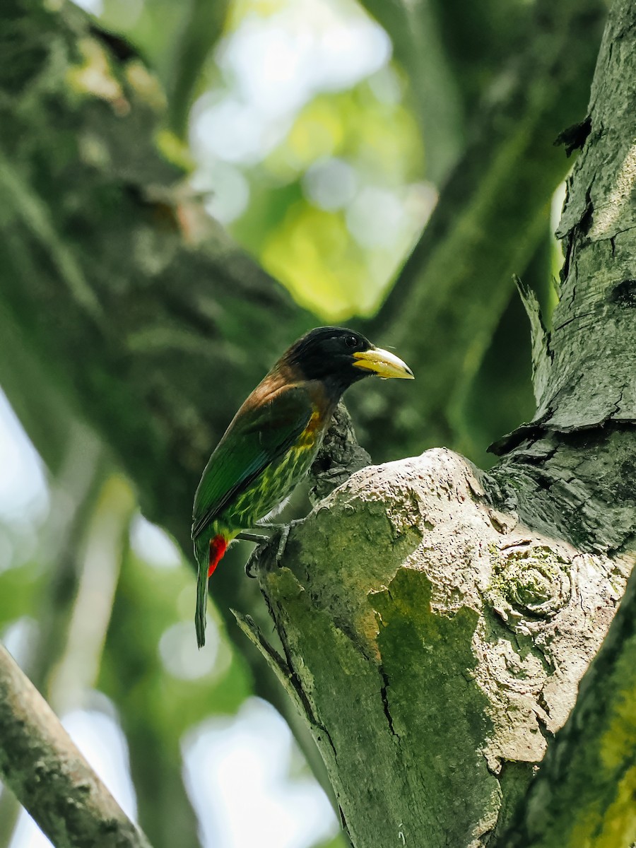 Great Barbet - ML645200214