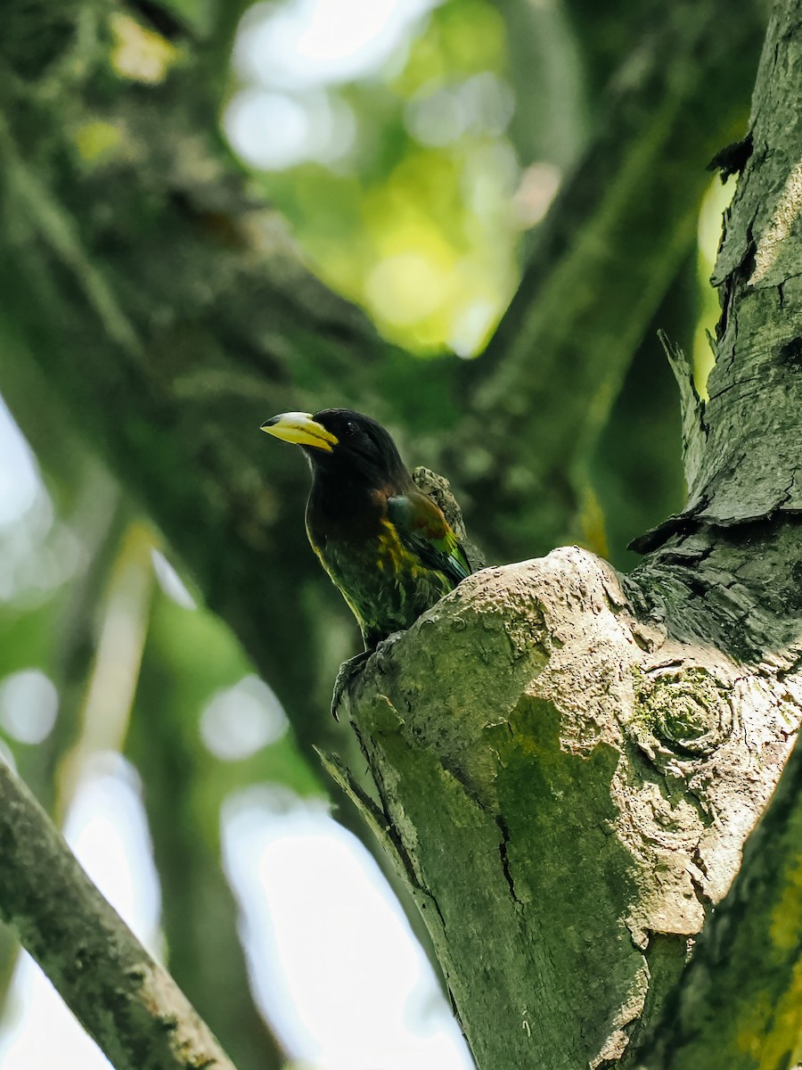 Great Barbet - ML645200215