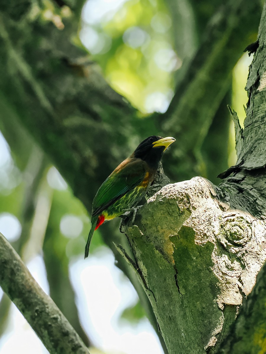 Great Barbet - ML645200216