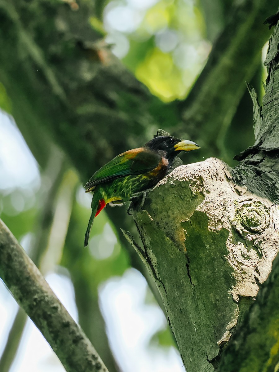 Great Barbet - ML645200217
