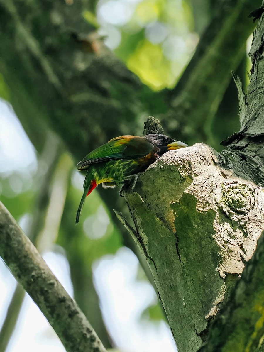 Great Barbet - ML645200218
