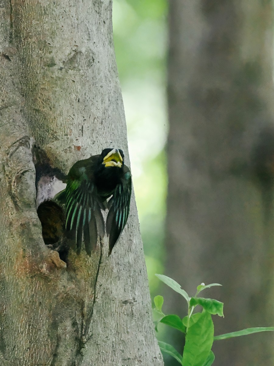 Great Barbet - ML645200219