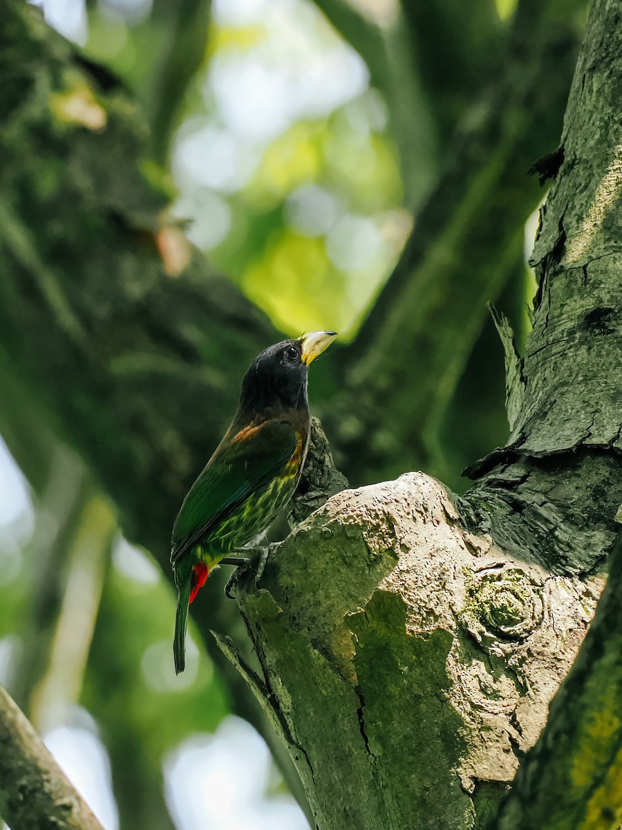 Great Barbet - ML645200220