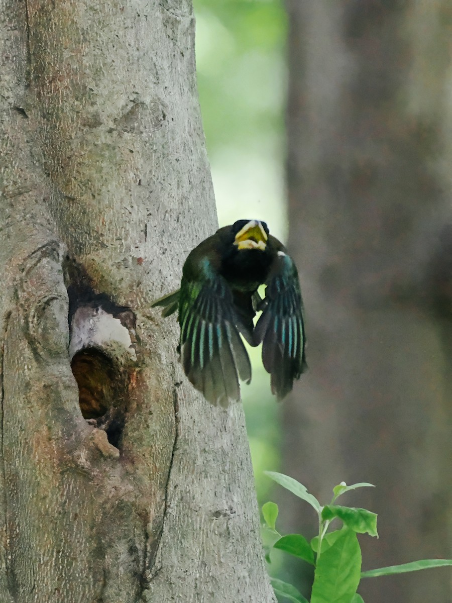Great Barbet - ML645200221