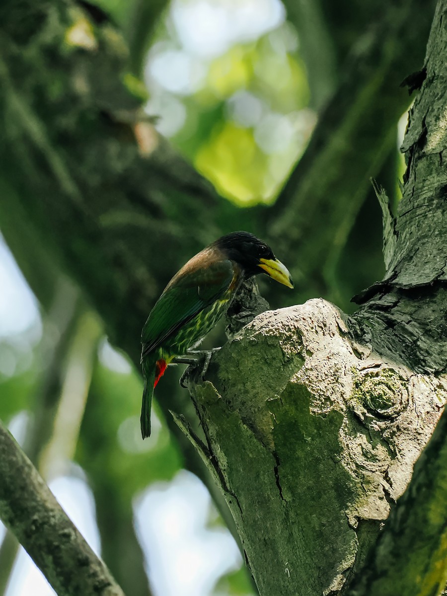 Great Barbet - ML645200222