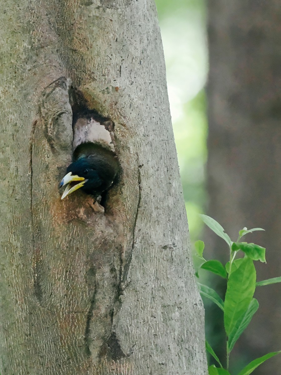 Great Barbet - ML645200223