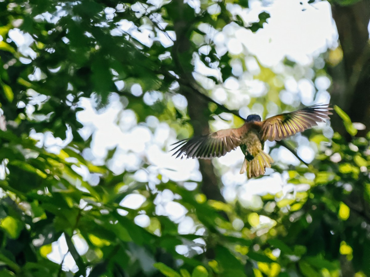 Great Barbet - ML645200224
