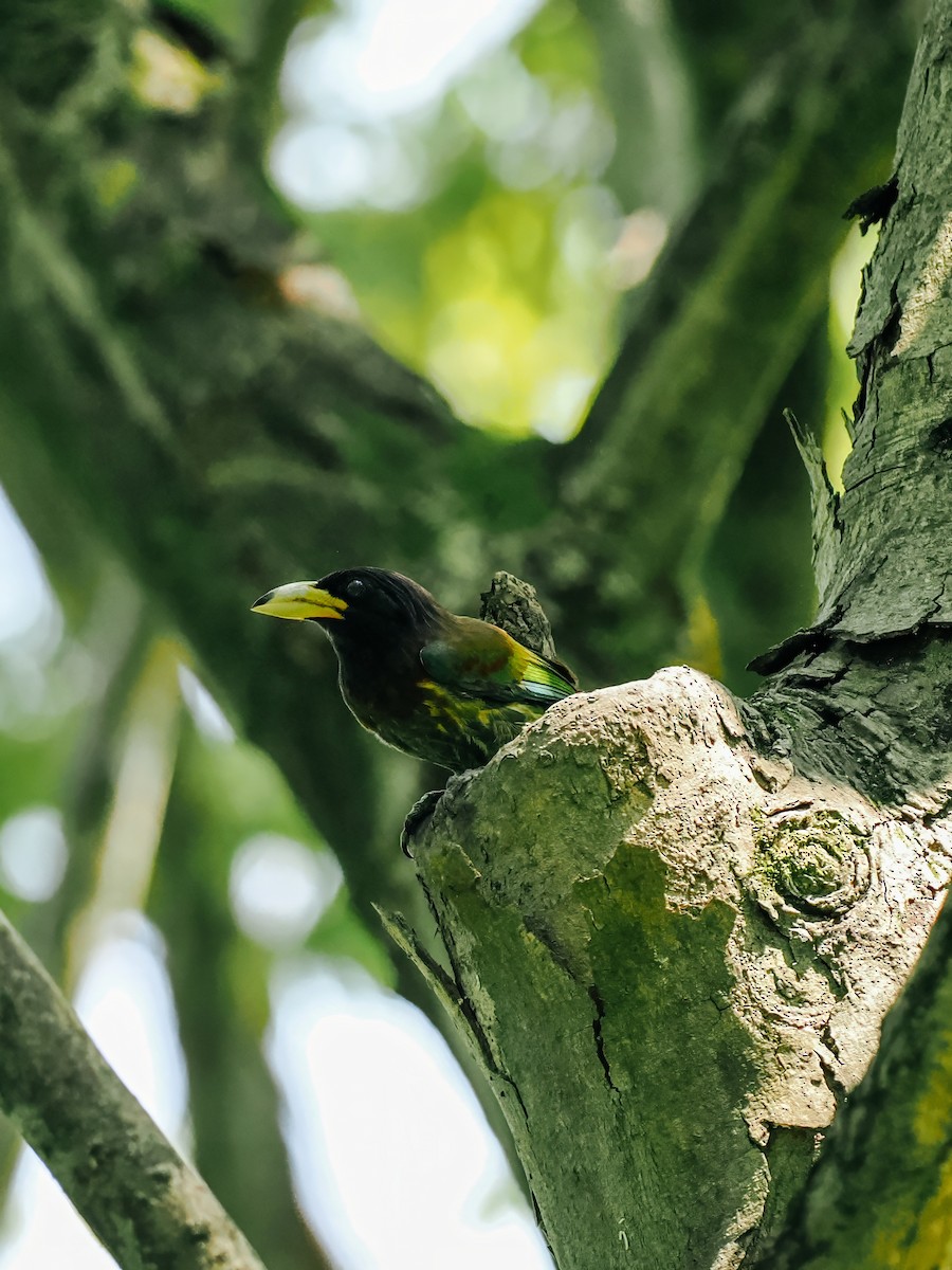 Great Barbet - ML645200225