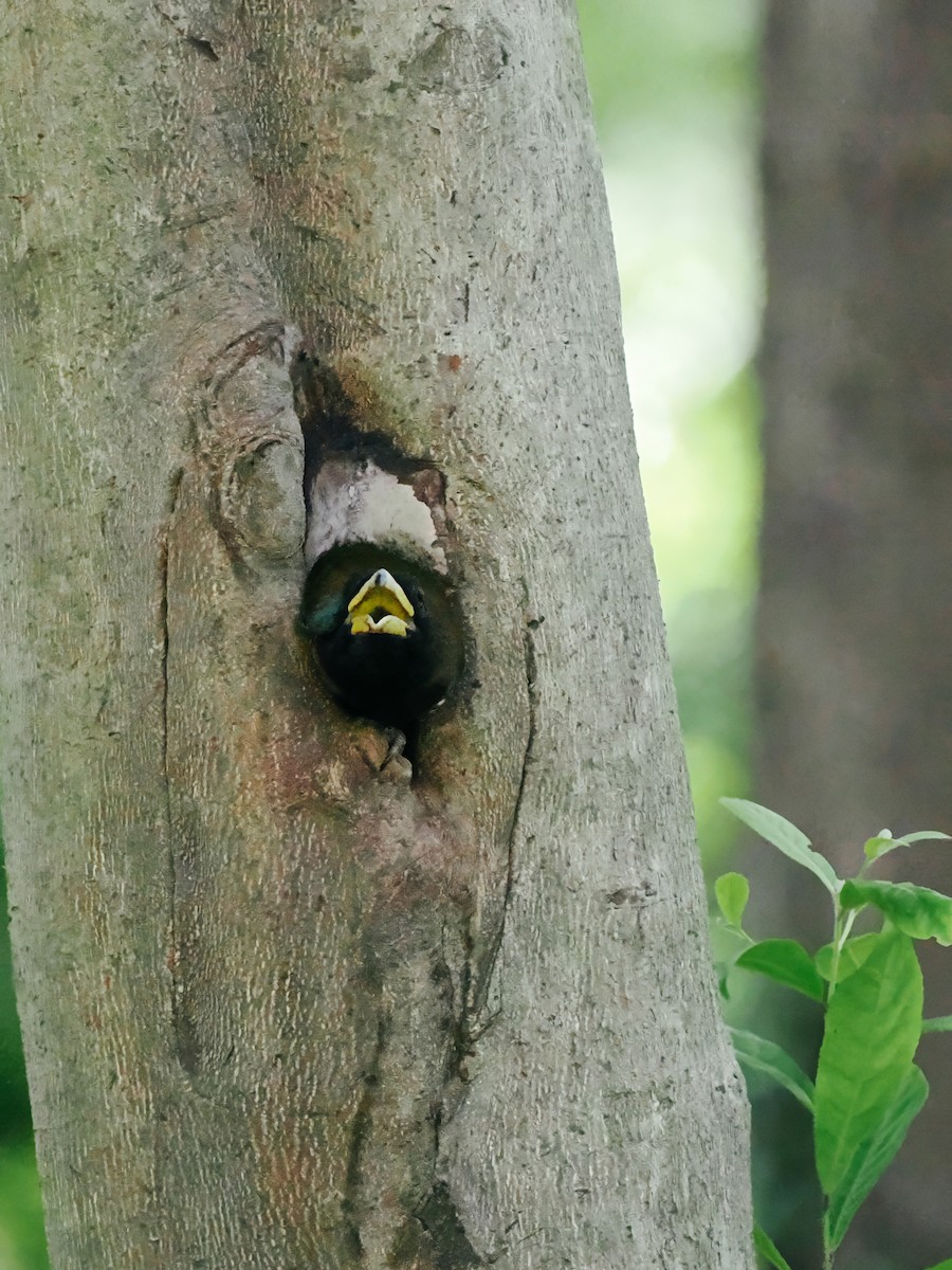 Great Barbet - ML645200226