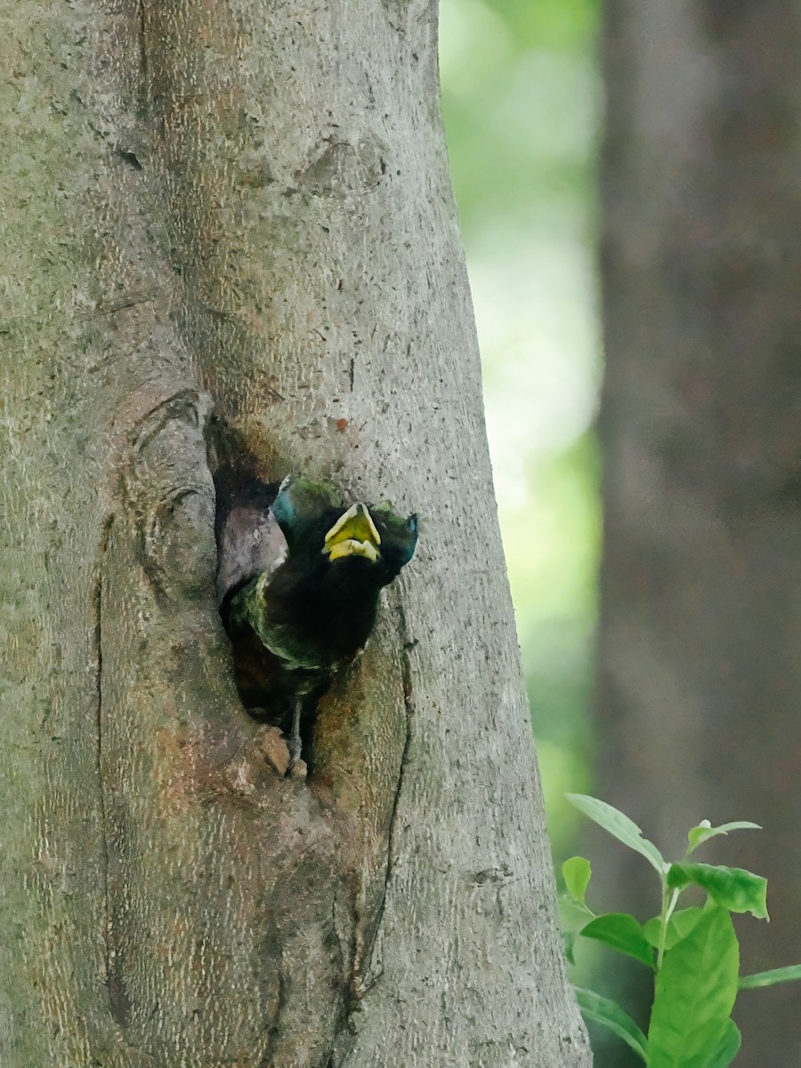 Great Barbet - ML645200227