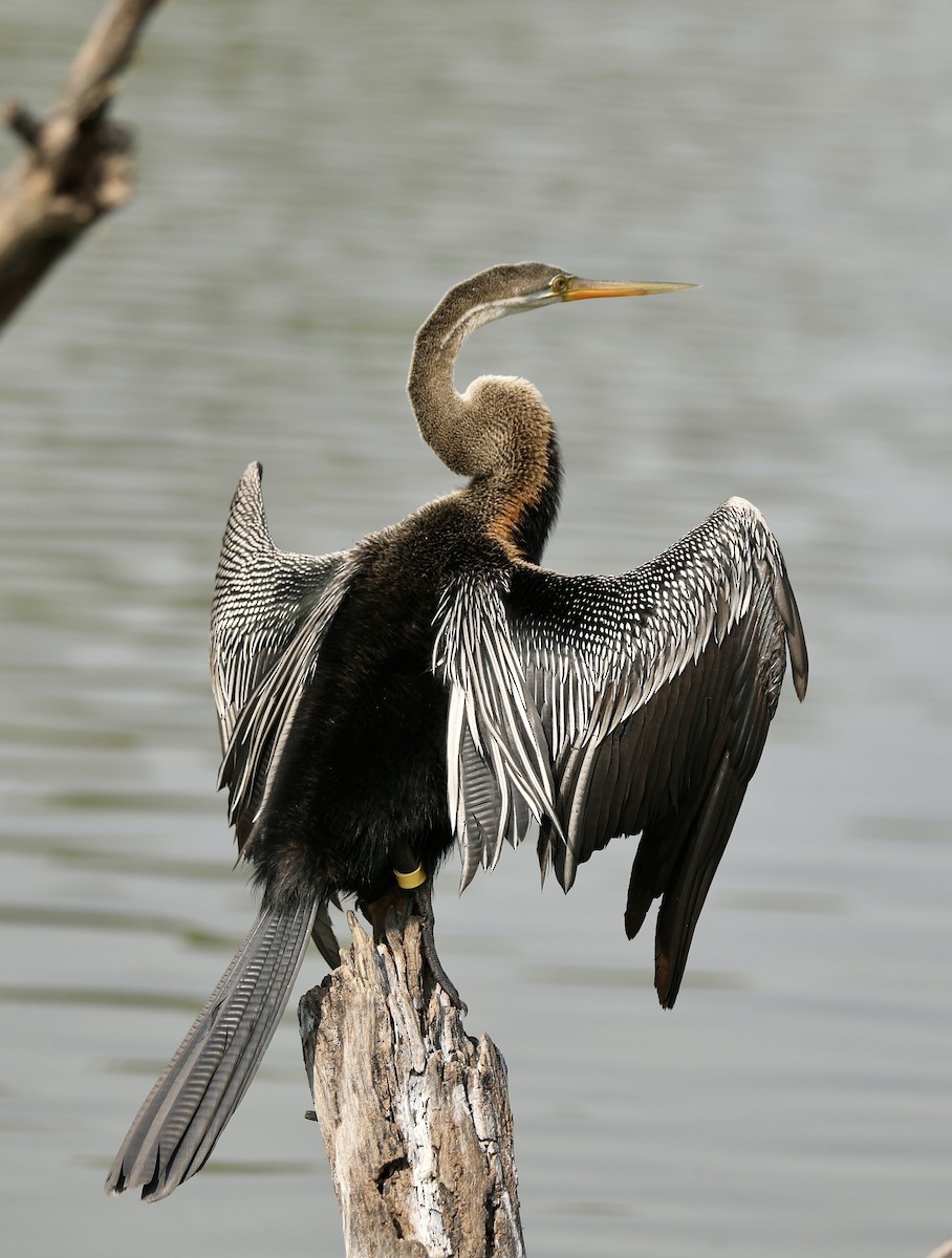 orientslangehals - ML645200228