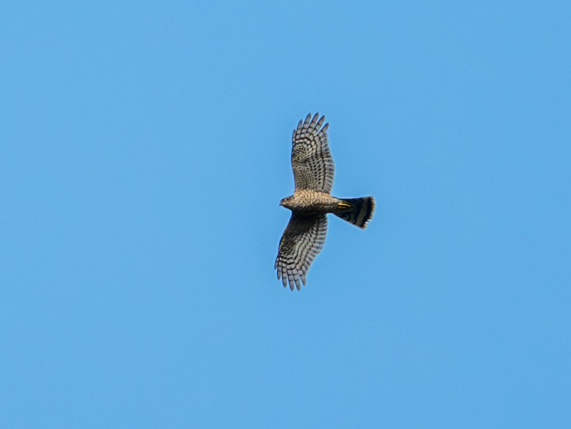 Eurasian Sparrowhawk - ML645200235