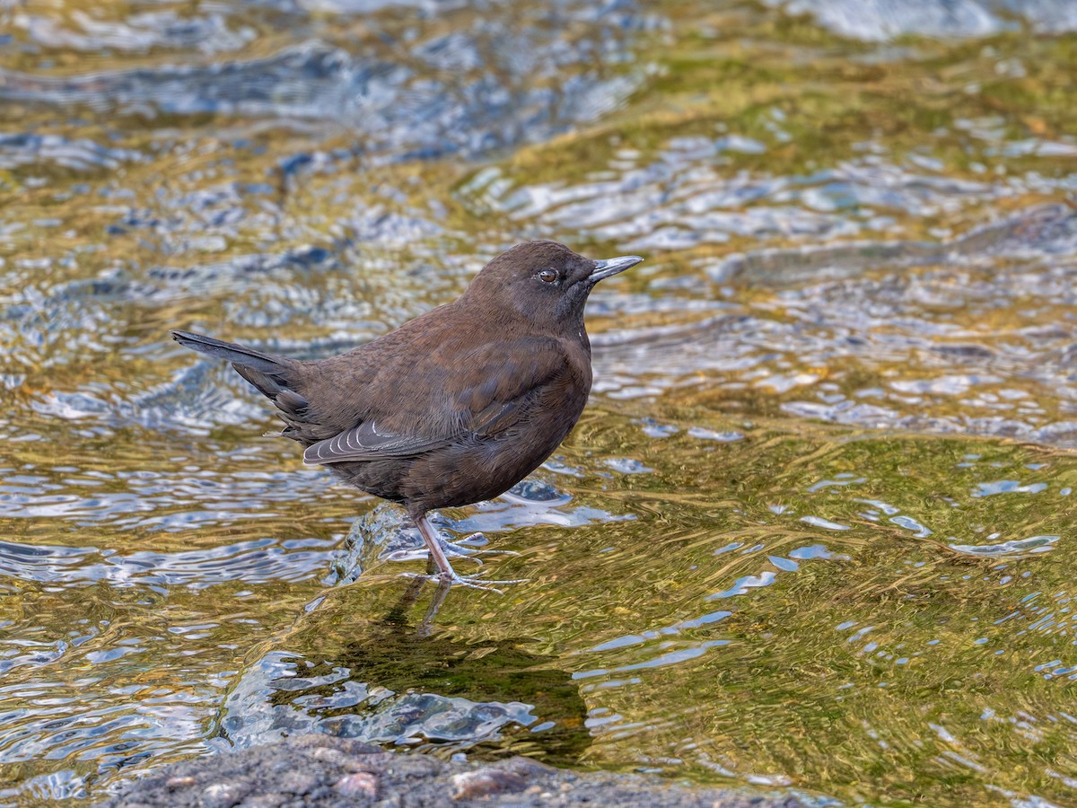 Brown Dipper - ML645200236