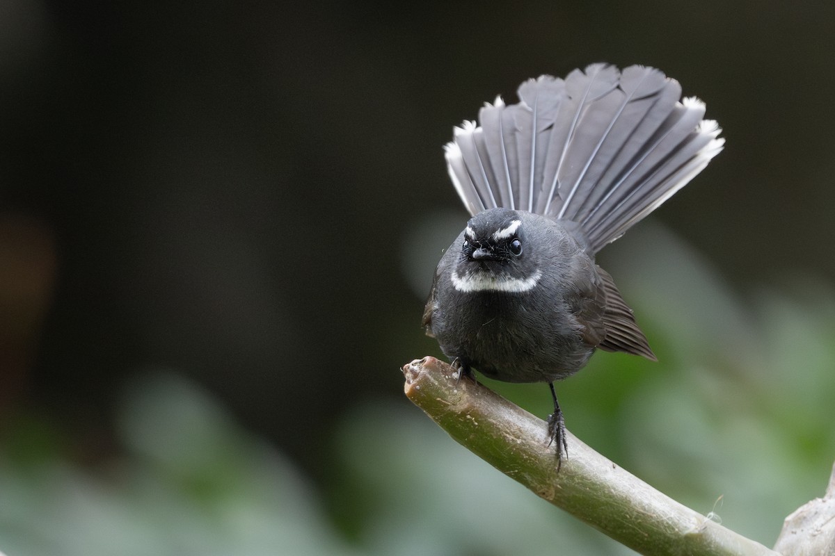 White-throated Fantail - ML645200250