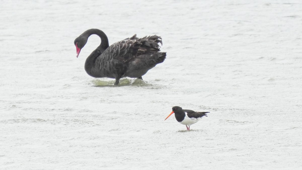 South Island Oystercatcher - ML645200264
