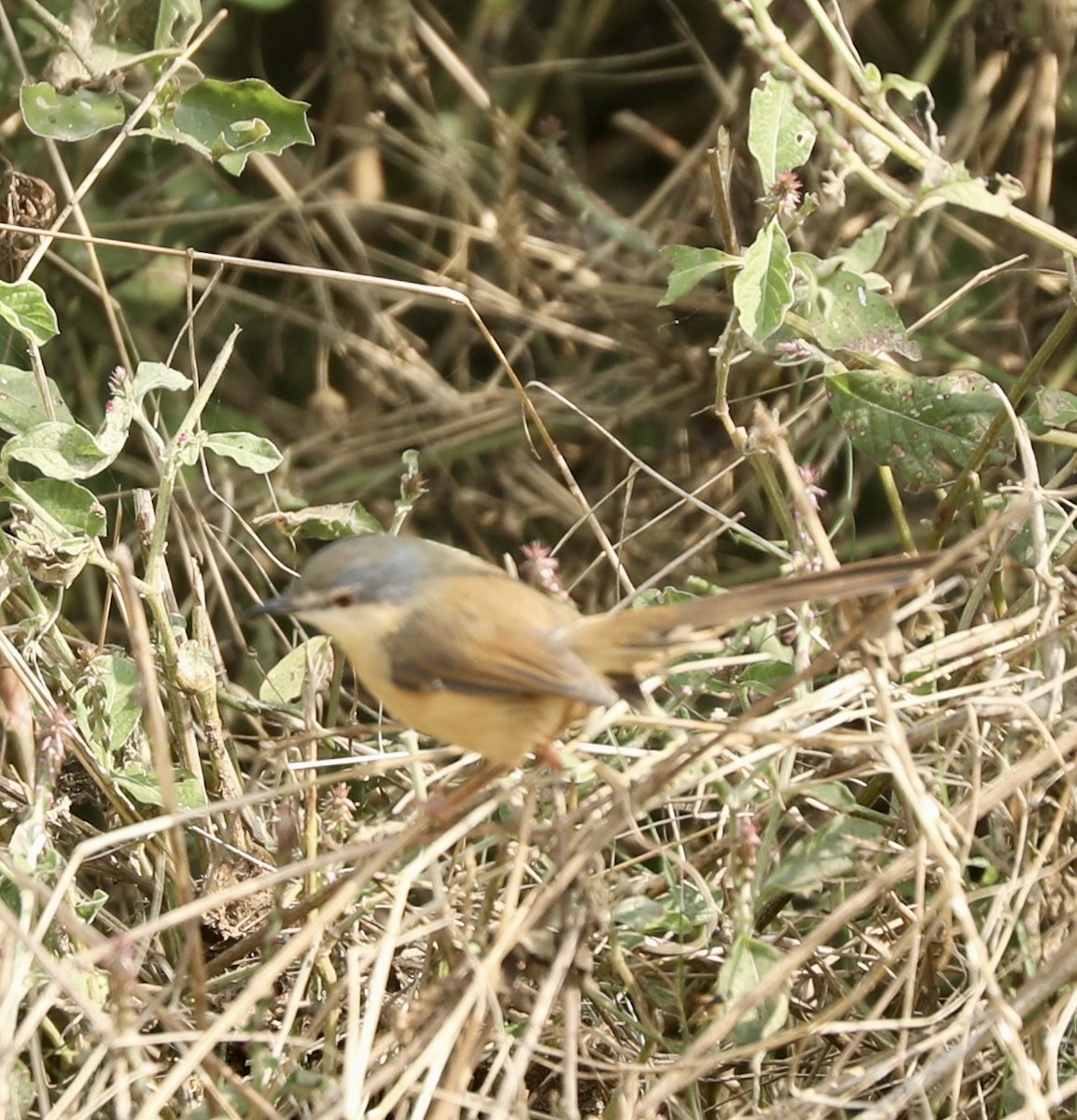 Ashy Prinia - ML645200266
