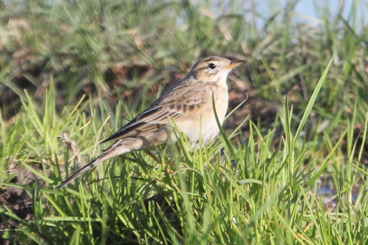 Richard's Pipit - ML645200276