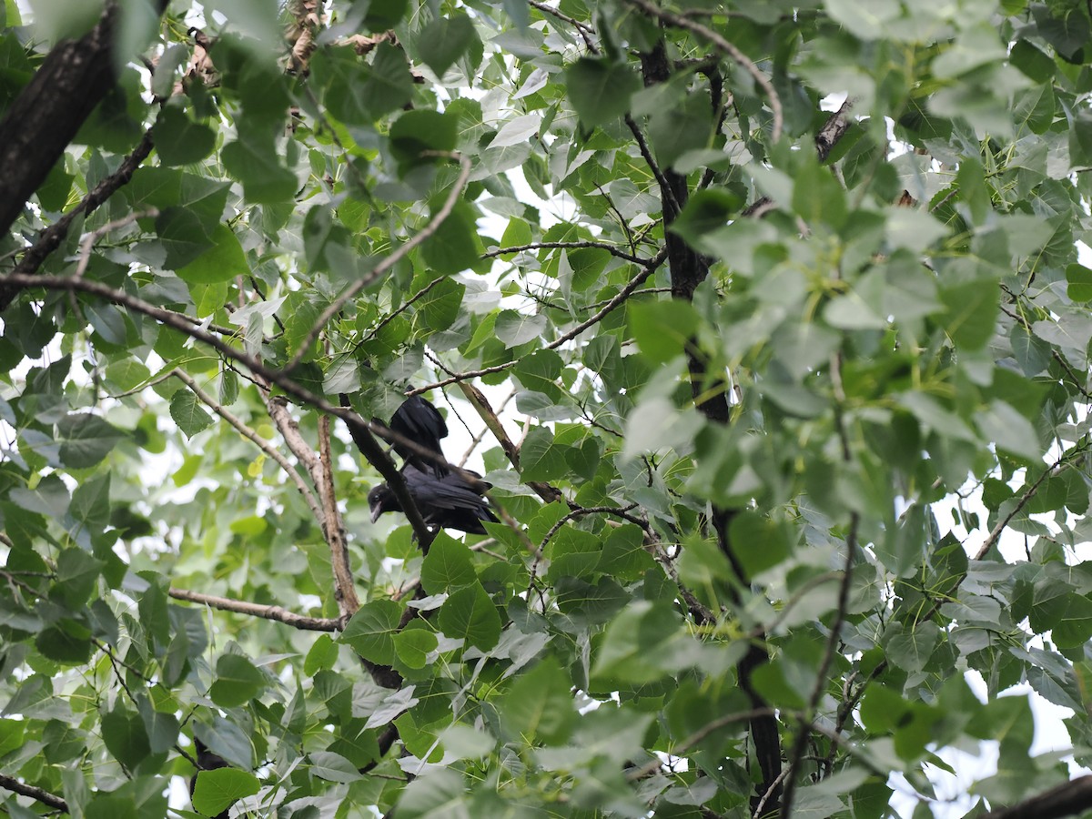 Large-billed Crow - ML645200279