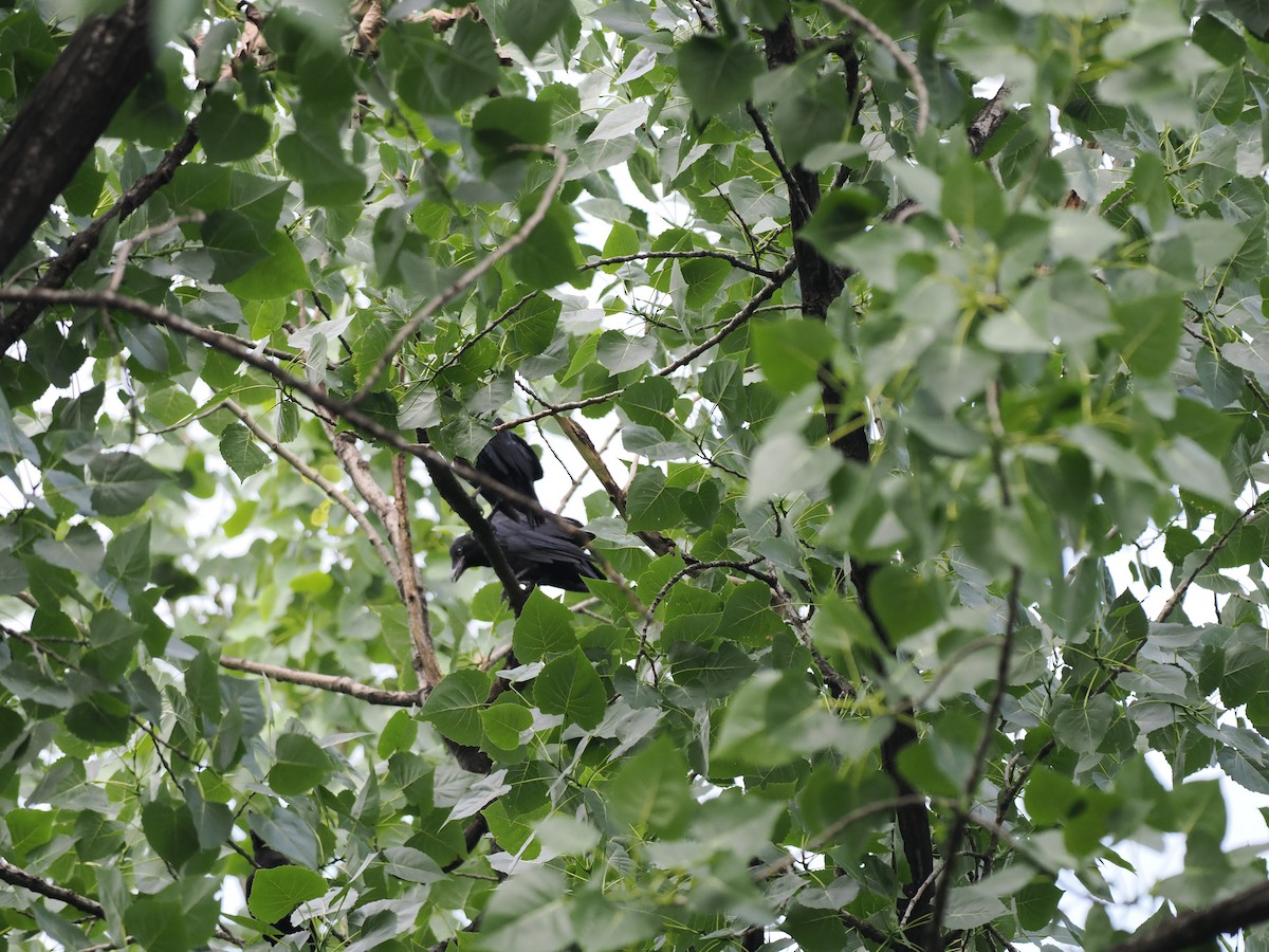 Large-billed Crow - ML645200280