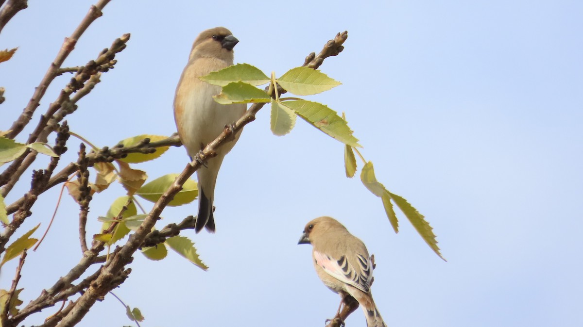 ハシグロナキマシコ - ML645200290