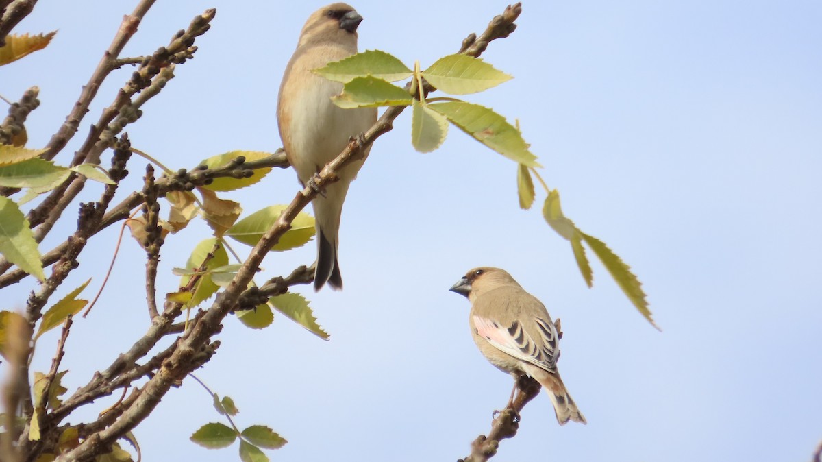 ハシグロナキマシコ - ML645200291