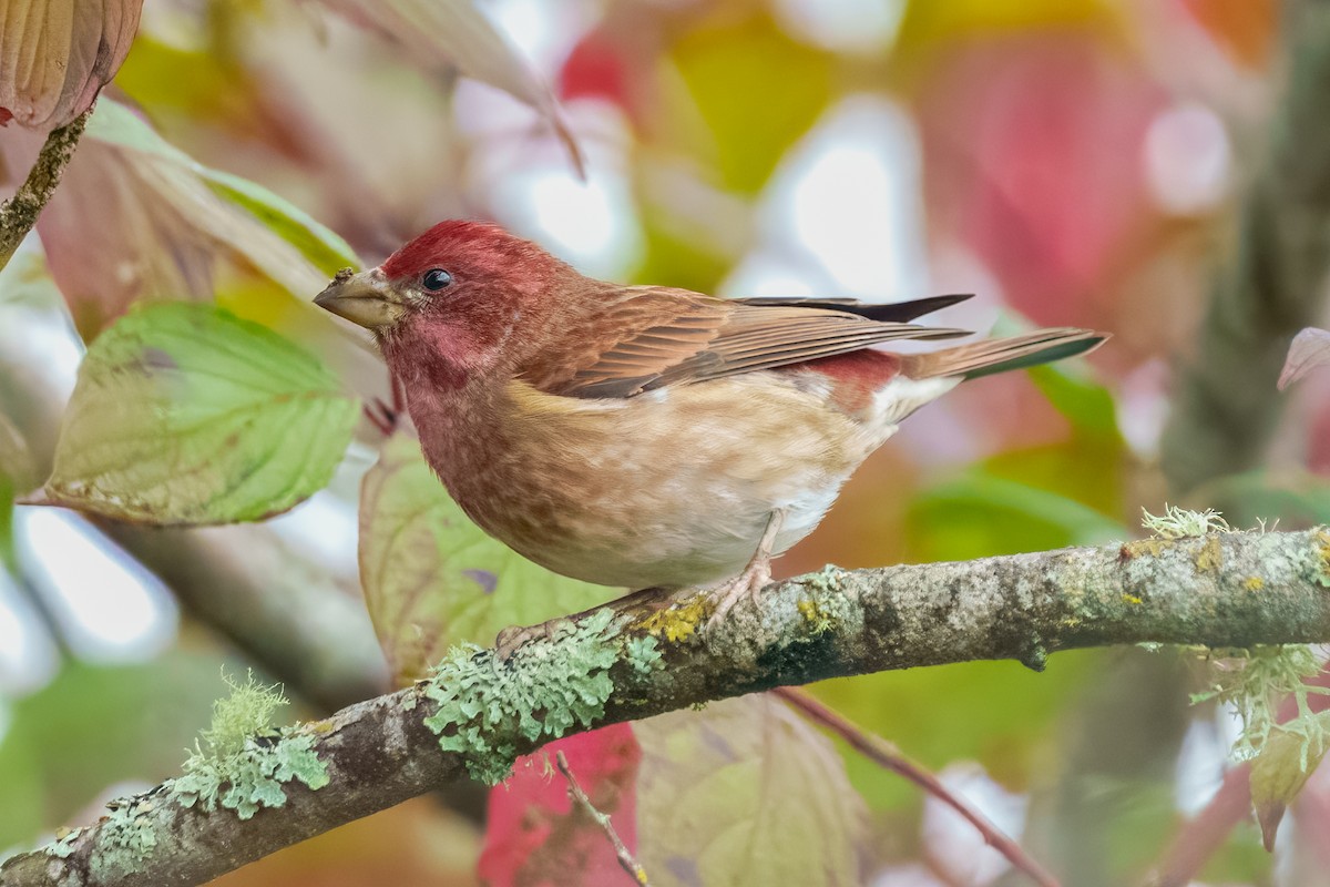 Purple Finch - ML645200295