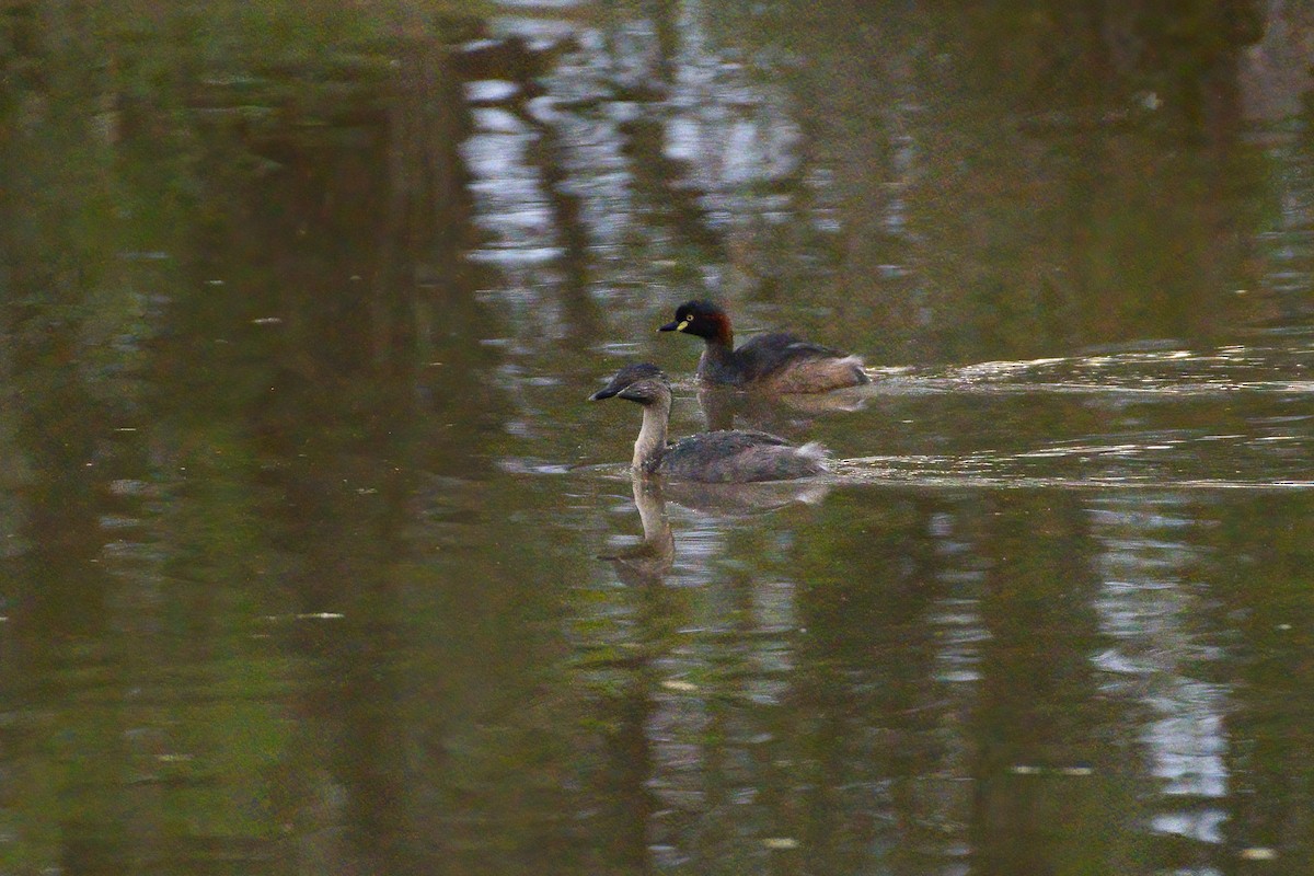Hoary-headed Grebe - ML645200303